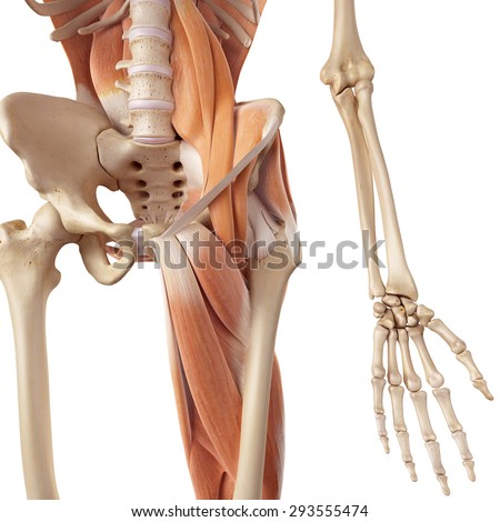 Medical Accurate Illustration Hip Leg Muscles Stock Illustration