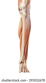 Medical Accurate Illustration Of The Lower Leg Muscles