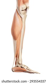 Medical Accurate Illustration Of The Lower Leg Muscles