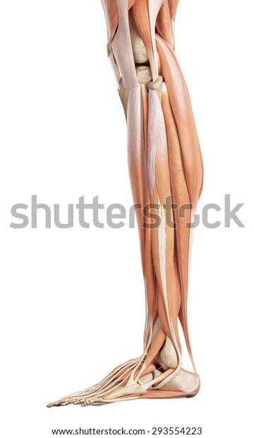 Medical Accurate Illustration Lower Leg Muscles Stock Illustration 