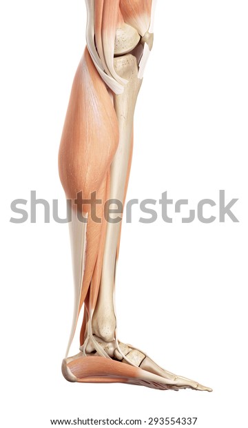 下腿の筋肉の医学的な正確なイラスト のイラスト素材
