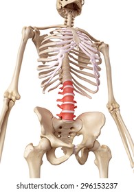 Medical Accurate Illustration Of The Lumbar Spine