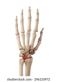 Medical Accurate Illustration Of The Lunate Bone