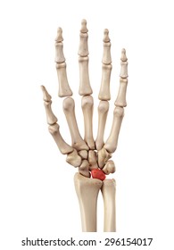 Medical Accurate Illustration Of The Lunate Bone