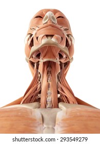 medical accurate illustration of the neck muscles