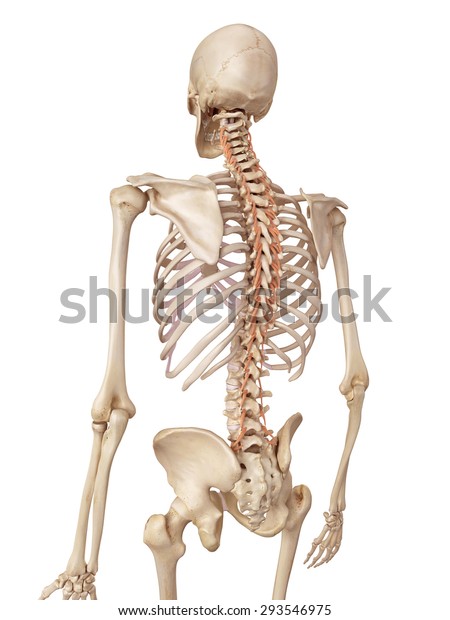 Medical Accurate Illustration Rotatores Stock Illustration 293546975 ...