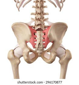 medical accurate illustration of the sacroiliac ligament