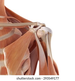 Medical Accurate Illustration Of The Shoulder Muscles