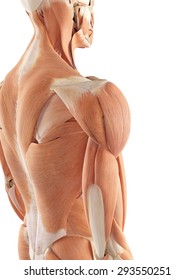 Medical Accurate Illustration Of The Shoulder Muscles