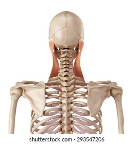 Medical Accurate Illustration Of The Sternocleidomastoid