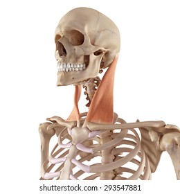 725 Sternocleidomastoid Images, Stock Photos & Vectors | Shutterstock