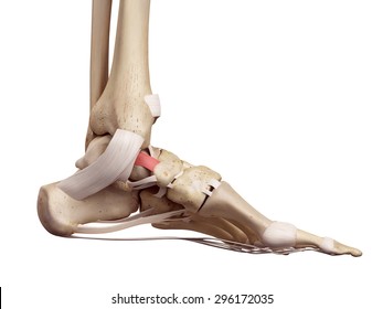 medical accurate illustration of the tibeonavicular ligament