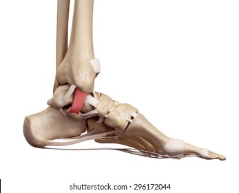 medical accurate illustration of the tibiocalcaneal ligament