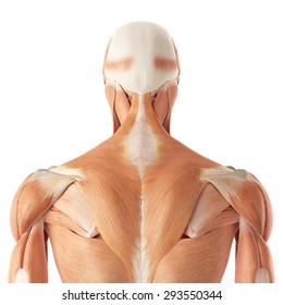 Back Muscle Anatomy Images, Stock Photos & Vectors | Shutterstock