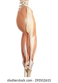 Medical Accurate Illustration Of The Upper Leg Muscles