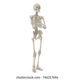 Medical Accurate Male Skeleton Standing Pose Stock Illustration ...