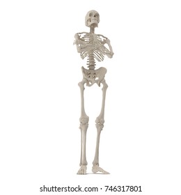 Medical Accurate Male Skeleton Standing Pose Stock Illustration ...