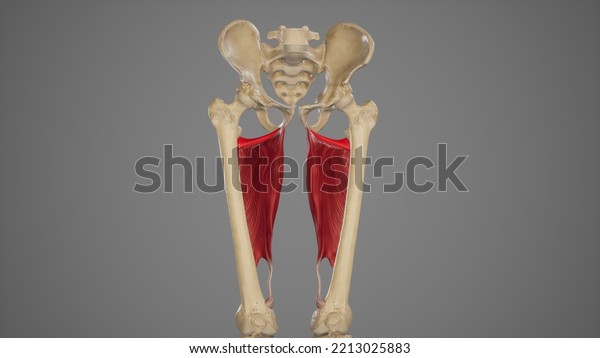 Medical Acurate Illustration Adductor Minimus3d Rendering Stock ...