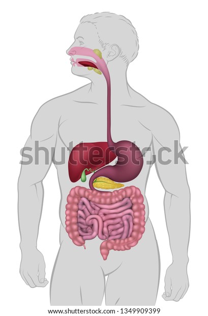 Medical Anatomy Illustration Human Gastrointestinal Digestive Stock ...