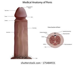 Penis mit großen Eicheln