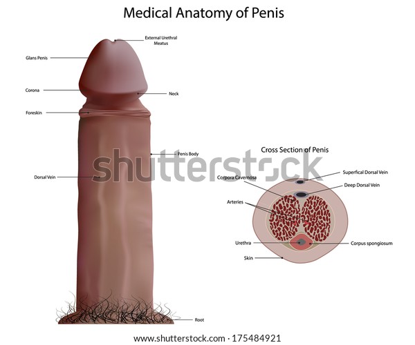 fotos von einem penis