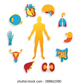 Medical Background Human Anatomy Stock Illustration 288862580 ...