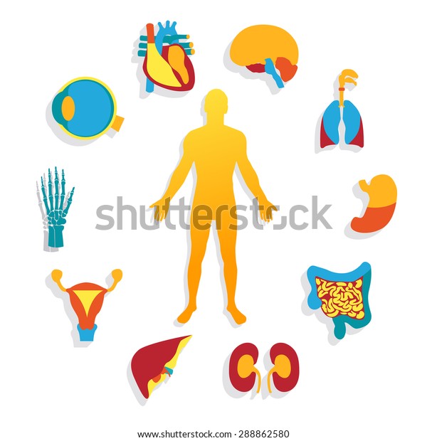 Medical Background Human Anatomy Stock Illustration 288862580 ...