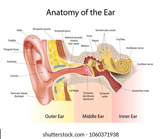 Medical Education Chart of Biology for Human Ear Diagram. 