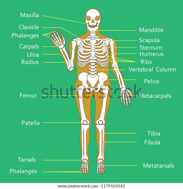 Medical Education Chart Biology Human Skeleton Stock Illustration