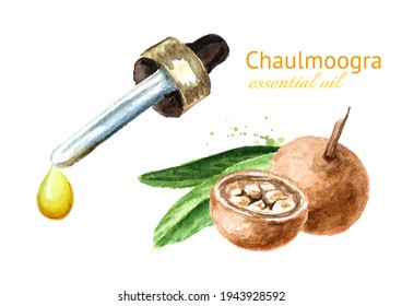Medical Fruit Hydnocarpus anthelminthicus or Chaulmoogra and bottle of essential drop. Watercolor hand drawn illustration isolated on white background