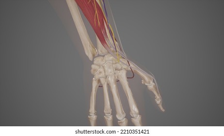 Medical Illustration Of Anatomical Snuffbox.3D Rendering