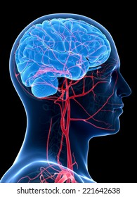 medical illustration of the brain and head arteries