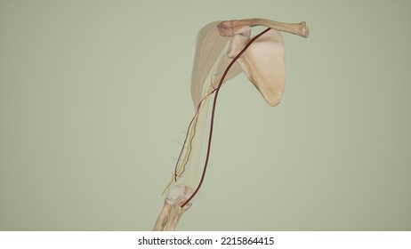 Medical Illustration Of Deep Brachial Artery.3d Rendering