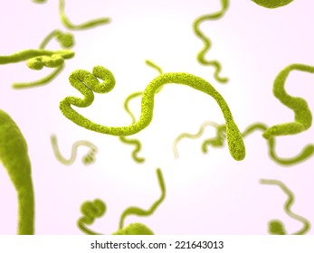  Medical Illustration Of The Ebola Virus