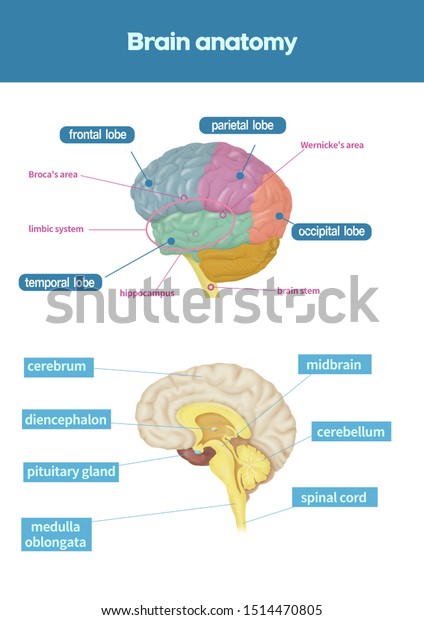 Medical Illustration Explain Brain Anatomy Stock Illustration ...