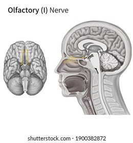 Medical Illustration To Explain Cranial Nerve