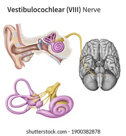 Medical Illustration To Explain Cranial Nerve