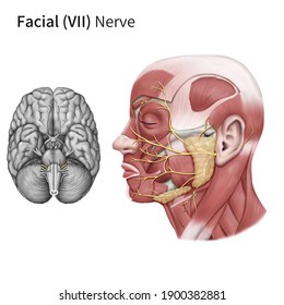 Medical Illustration To Explain Cranial Nerve