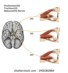 Medical Illustration To Explain Cranial Nerve