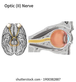 Medical illustration to explain cranial nerve