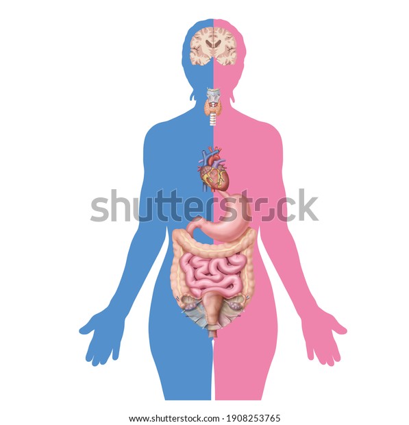 Medical Illustration Explain Hypothyroidism Hyperthyroidism Stock ...