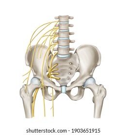 3,936 Lumbar nerves Images, Stock Photos & Vectors | Shutterstock