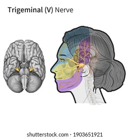 Medical illustration to explain Trigeminal (V) Nerve