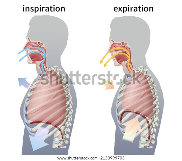 Medical Illustration Explaining Breathing Diaphragm Stock Illustration ...