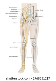 Medical Illustration For Explanation Lumbar Plexus And Limb Nerve Anterior