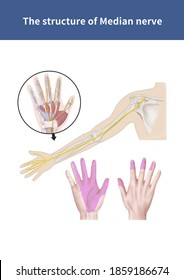 Medical Illustration For Explanation Median Nerve