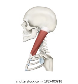 Medical Illustration For Explanation  Sternocleidomastoid Muscle