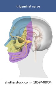Medical illustration for explanation trigeminal nerve