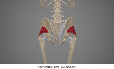 Medical Illustration Gluteus Minimus Muscle3d Rendering Stock ...