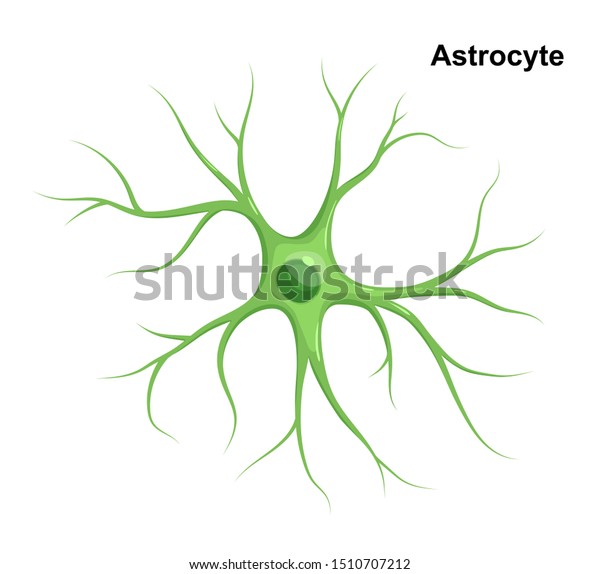 Medical Illustration Green Astrocyte Isolated On Stock Illustration ...